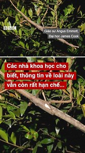 BỌ QUE KHỔNG LỒ NẶNG NHẤT THẾ GIỚI LẦN ĐẦU ĐƯỢC TÌM THẤY | BBC News Tiếng Việt