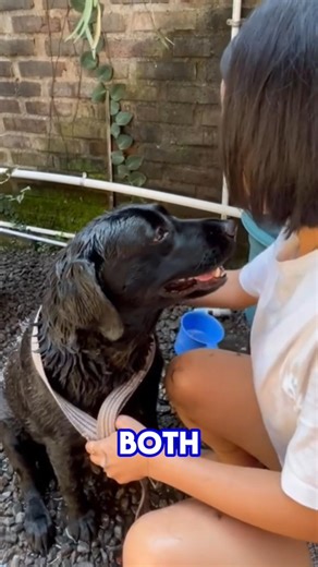 “Stop Washing Dogs the Hard Way… Try This!”