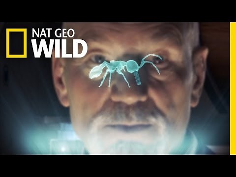 Army Ants | Animal Superpowers