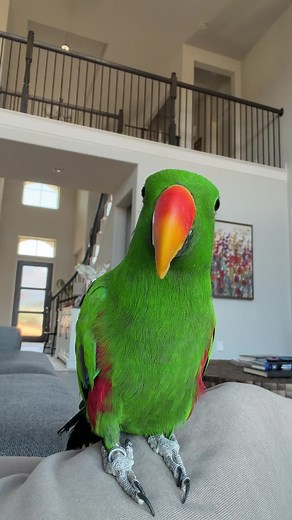 Gideon’s Favorite Parrot Game and Fun Facts