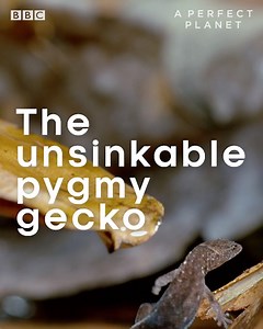 981K views · 5.8K reactions | This tiny gecko is completely waterproof and so light that it can float!  #PerfectPlanet | BBC Earth | Facebook