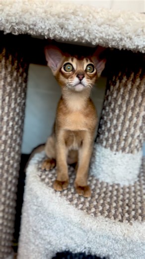 Abyssinian Kittens 🐈MiolGolopiatin Cattery 🏆Olga Golopiatina 👑 on Instagram: "Our kittens are the cutest 😘 and most contactable in the world 🫶 #abyssinian #abyssiniancat #abyssiniancats #abyssiniankitten #abyssinianruddy #abyssinianruddykittens #abyssinianblue #abyssinianfawn #abyssiniansorrel"