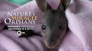Growing up in the wild is hard enough on young animals, but what happens when they lose their parents? Find out in an all new episode of PBS' Nature on 9/23! | Nature | PBS