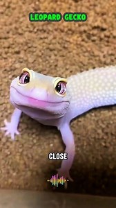 6.1K views · 26 reactions | Leopard gecko ✨ #animal #cute #pet #foyou #viral #fyp #nature #sweet #gecko #leopardgecko #reelstrending #reelsfyp #reelsviral | Nat Geo Wild & Nature | Facebook
