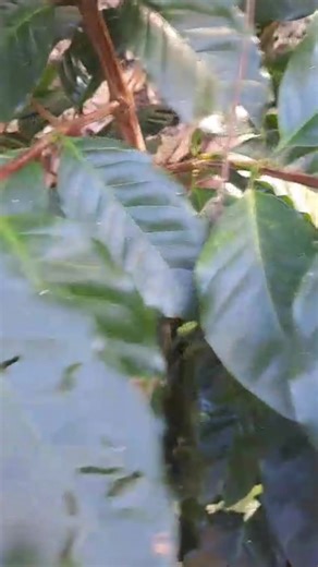 Fabio Rodriguez (@fabiorodriguez32)’s videos with sonido original - Dionisio