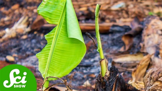 Where did last year's banana trees go?