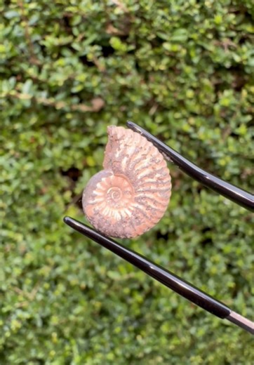 Hidden Beach Fossil Hunt: Ammonites & Belemnites Found!