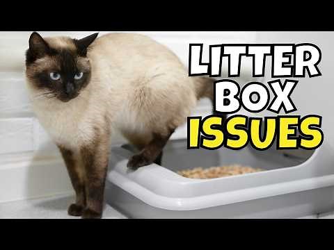 If Your Cat Pees Outside the Litter Box, It Means THIS!