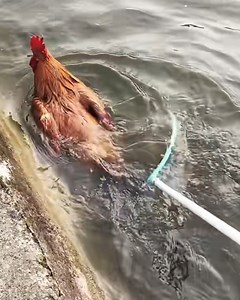 Rooster takes a splash! 🐓💦 | Art & Painting
