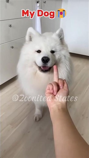 Other’s Dog Vs My Dog 😂 | Dog Videos #shorts #dog #funnydog #pets #funny #viral