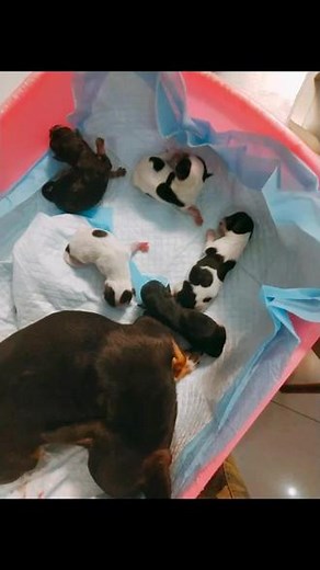 #狗狗 自家茶杯体吉娃娃犬，前几天生，奶牛色、铁包金色，成年两斤多，大小参考后图，喜欢的来