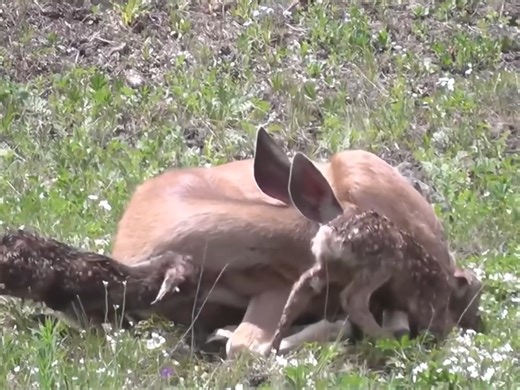5 Deer Giving Birth To Baby Fawns | Animal Top