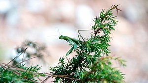 How to make sure your Christmas trees are pest-free