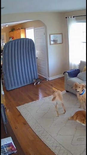 Cat Jumps on Air Mattress… and Chaos Ensues! 💥🐱🐶 | Funniest Home Footage Captured on a hidden home security camera — a playful cat leaps onto an upright air mattress… and BOOM! 💨 The mattress pops, the dogs panic, one slips on the floor, another cat launches onto the sofa — total comedy chaos in one perfect shot 😂 Real pets, real reactions, and real-life funny timing — this clip has it all! #FunnyPets #Cat #Dog #HomeCamera #ViralVideo #Chaos #fblifestyle #AI . . . (For entertainment purpose