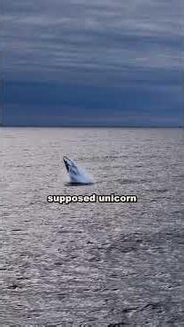 The Real Animal Behind the Unicorn Myth #NatureIsBeautiful #Narwhal #ArcticWildlife #nature