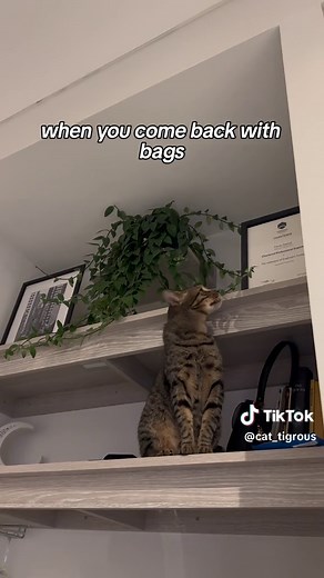 Have you ever wondered how your cat sees you? 🐈‍⬛😻 Audio credit: chronicles_of_kitty (IG) #catservant #catfacts #catsoftiktok #catmom #catbehavior #catpage #tabbycat #funnycat