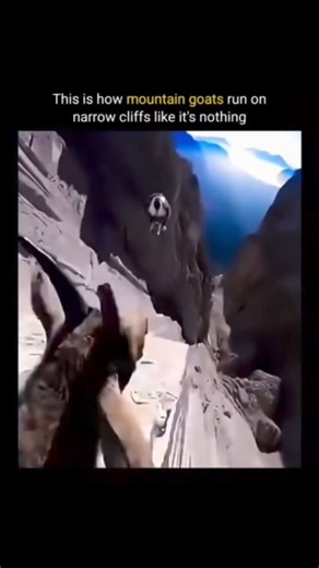 Science • History • Nature Facts on Instagram: "POV: You’re watching mountain goats navigate near-vertical cliffs like it’s a walk in the park. Physics? Never heard of her. These goats have specialized hooves that act like natural climbing shoes, allowing them to sprint across ledges that would terrify even the most experienced hikers. Hit that FOLLOW button for more mind-blowing science, nature, and history videos! #mountaingoat #wildlife #animalfacts #mountainlife #survival"