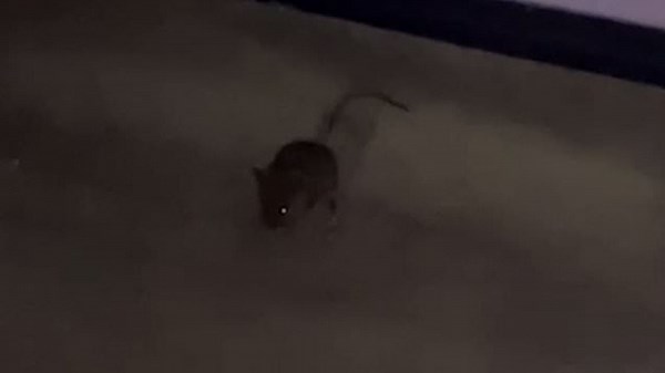 Horrific video shows mouse running around hospital ward