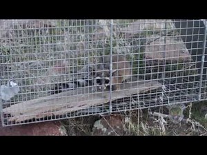 Ringtail Cat in Southern Idaho