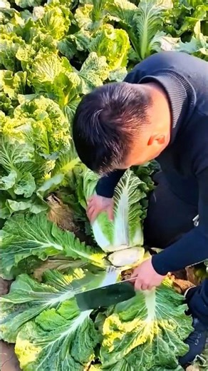How to Harvest Pak Choi Properly for Better Yield and Freshness #vegetablefarming #harvesttips