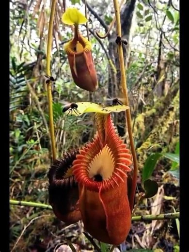 Nature’s Deadliest Plant? Pitcher Plant Explained #plantfacts #pitcherplant #CarnivorousPlants #usa