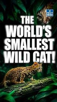 World’s Smallest Wild Cat Spotted in Delhi-NCR! | Rusty-Spotted Cat | UPSC | NEXT IAS