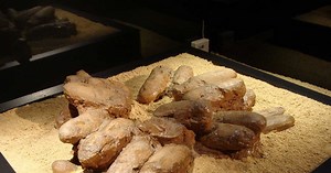 L'analyse d'œufs fossilisés découverts en Chine interroge sur la raison du déclin des dinosaures