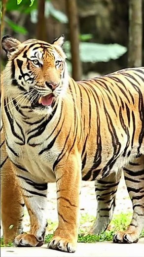 Real Tiger Roar Sound in the Wild | Animal Sound World 🐅🔥 #TigerRoar #AnimalSounds #shorts