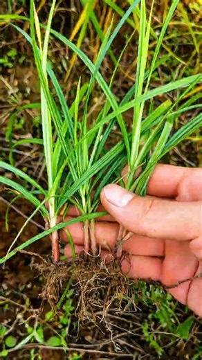 Nut Grass: The Hidden Medicinal Herb Most People Pull Out #shorts #plants #farming