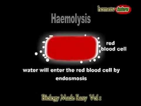 What is haemolysis?