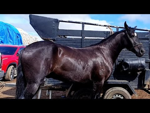 OS MELHORES CAVALOS DE CARUARU, LINDOS CAVALOS MANGALARGA