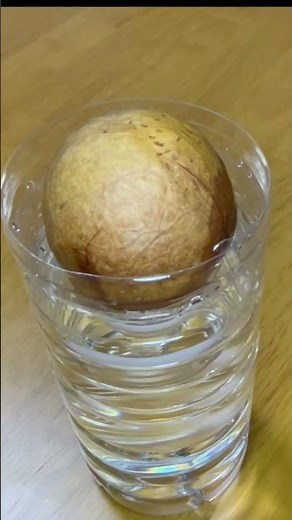 アボカドの種をペットボトル水耕栽培で簡単発芽