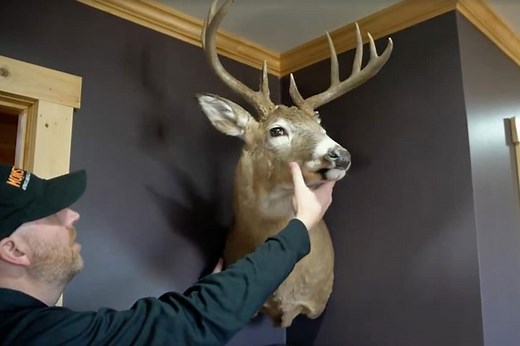You Can Now Hang Your Deer Mounts in the Corner