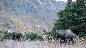 It's amazing we still have footage from 2019 rut to share. Won't be long and our favorite moose will be doing this all over again... But for now.....here's what moose do from now until then. Moose have just gone thru a tough winter. The month of April is hard for them. They have lost alot of weight over the winter and many cows have been pregnant all winter long. As soon as things start to green up....moose feed like crazy for hours at a time. May and June bring new baby moose from last fall's r