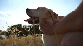 Mannenhanden Die Een Hond Aaien in De Natuur Stock Video - Video van weide, levensstijl: 108479459
