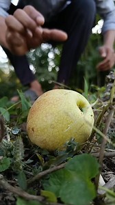 Making apple seedlings from apples #outdoors #camping #bushcraft #survival #sentohub | Maruf Skills