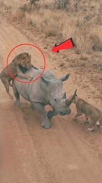 The Only Animal That Can Take Down a Rhino! 😳 #nature #wildlife #rhino #shorts