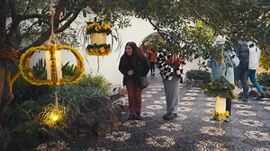 Nov. 1-3✨ Experience the enchantment of illuminated chrysanthemum designs like never before.🌺 | Lan Su Chinese Garden