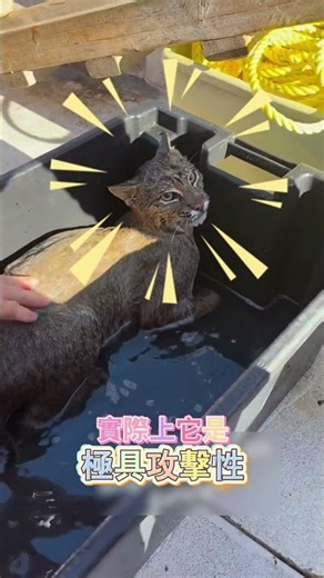 They Had No Idea What They Had Actually Rescued