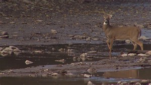 DNR releases gun-deer hunt season outlook