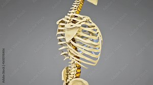 Anatomical skeletal structure of the human torso for medical and educational usages