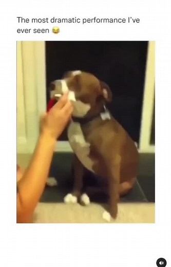 Puppies Being Dramatic Compilation