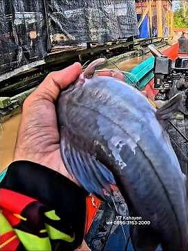 Hunting giant baung catfish adventure in Kahayan River, Central Kalimantan #baungfishing #fishing