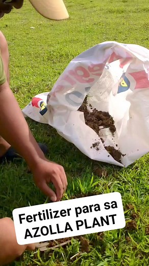 6.1K views · 61 reactions | Fertilizer para sa azolla plant | KaIsla Vlog Ph | Facebook