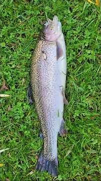 🐋 Bossington Est - Horsebridge Lake Trout Fishery 4 trout "in the net" 🐳 #fishing #flyfishingtrout