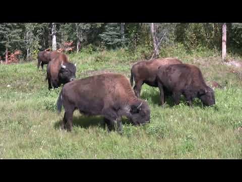 Wood Bison - Alaska Highway