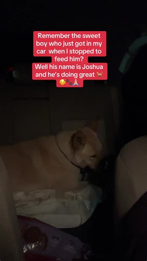 Heartwarming Rescue: Joshua the Dog's Journey