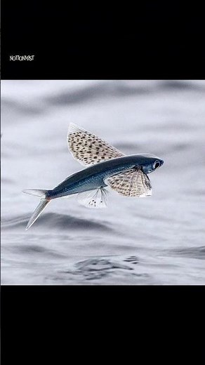 African butterfly fish, living between water and air.