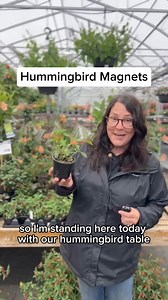 3.6M views · 7.5K reactions | ‘The Hummingbird Table’ featuring stunning Cuphea, also known as Vermillionaire®  Fuchsia along with Cuphea is a well loved flower by hummingbirds as well. Brighten up your space with these vibrant blooms and attract hummingbirds with their unique shape, colour and irresistible nectar. Don't miss out on adding a touch of nature's magic to your garden! | Art's Nursery Ltd. | Facebook