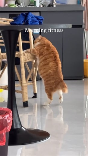 Cat memes on Instagram: "Garfield"